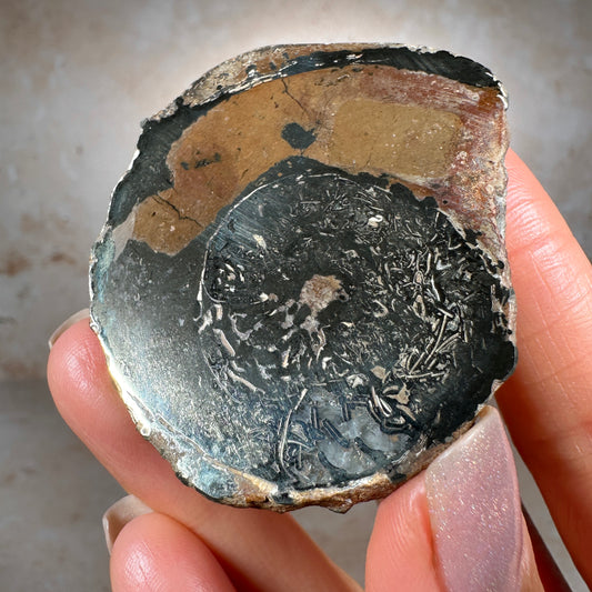 Jurassic Pyritized Ammonite Fossil (Pleuroceras), Germany, 69g