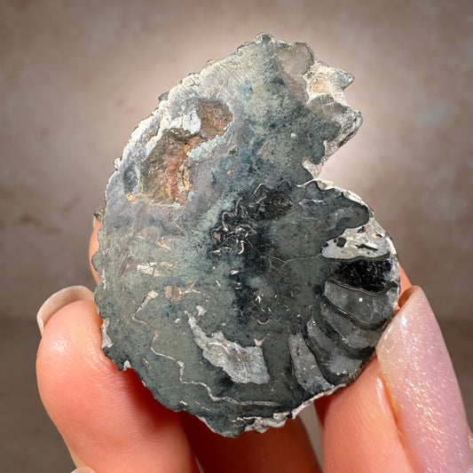 Jurassic Pyritized Ammonite Fossil (Pleuroceras), Germany, 22g