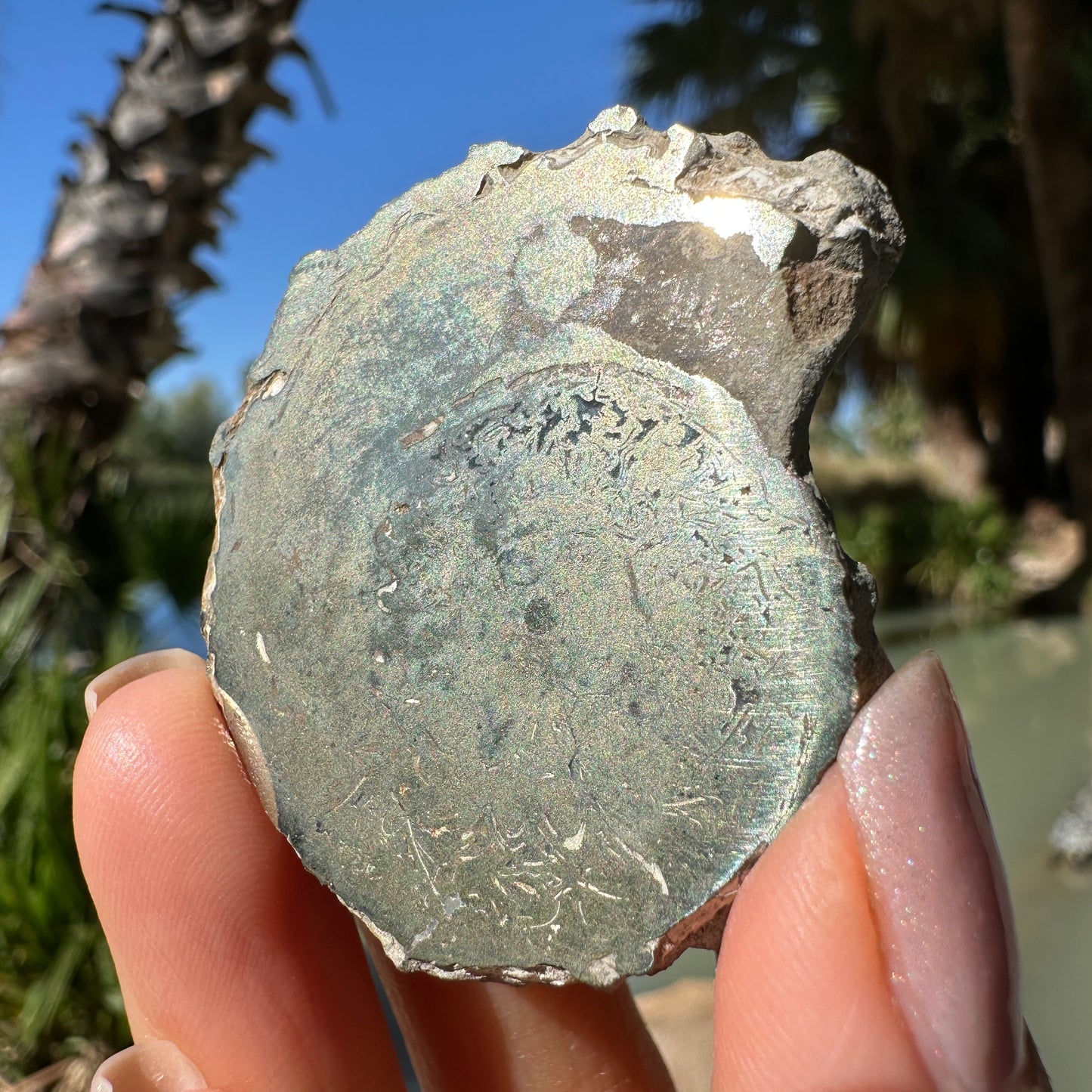 Jurassic Pyritized Ammonite Fossil (Pleuroceras), Germany, 36g