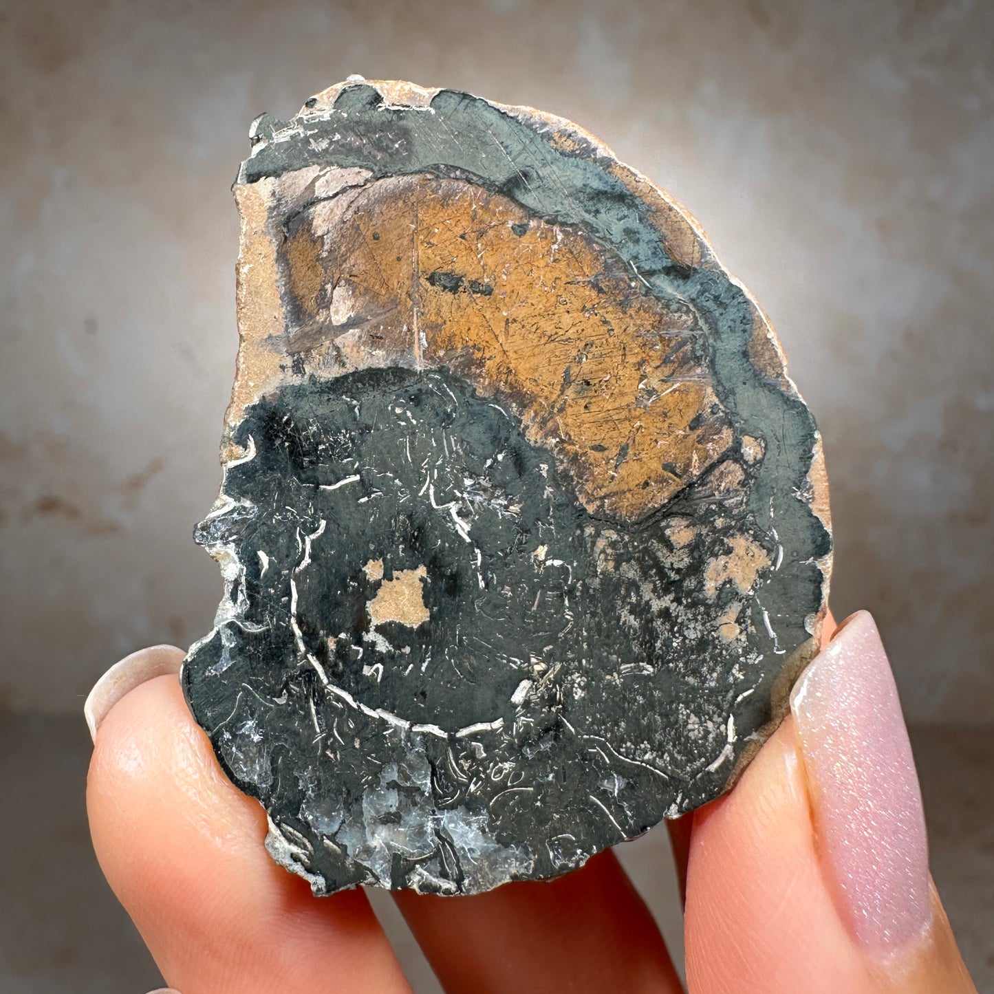 Jurassic Pyritized Ammonite Fossil (Pleuroceras), Germany, 30g