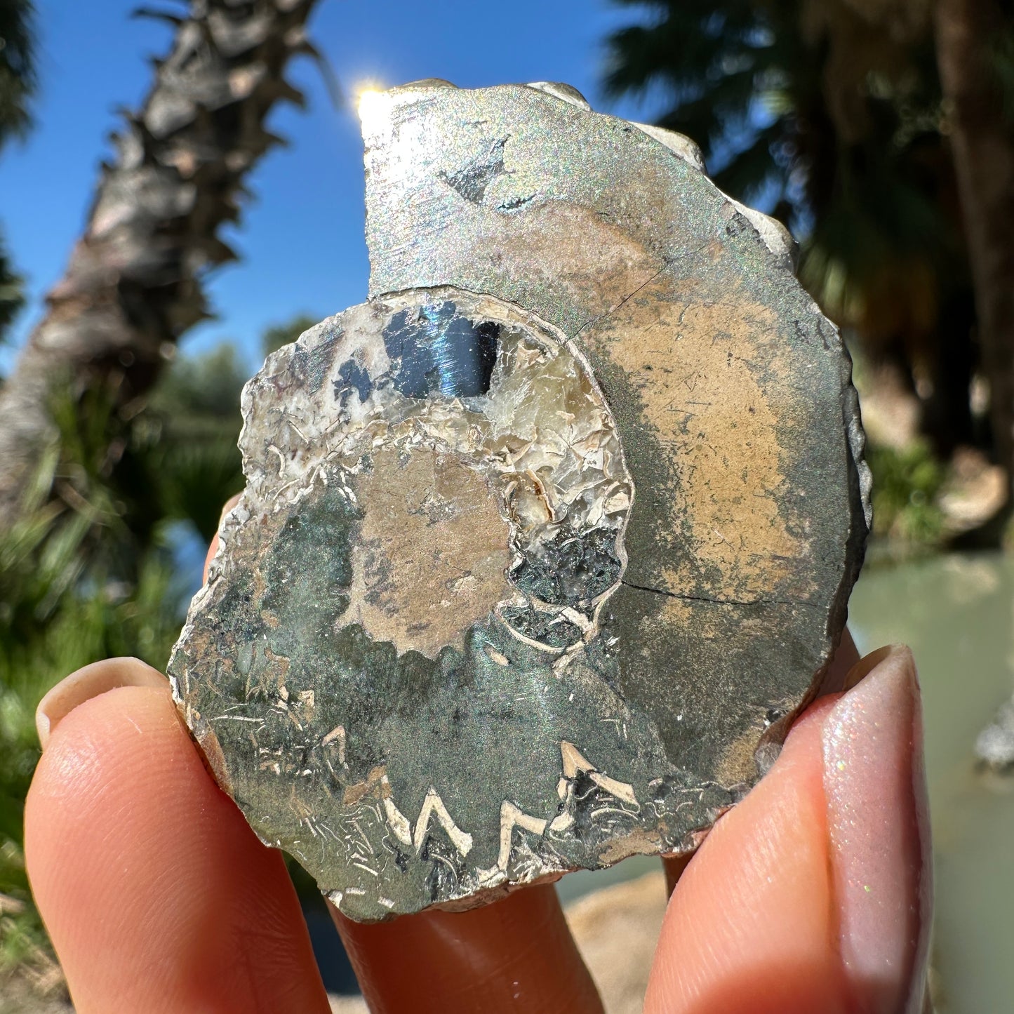 Jurassic Pyritized Ammonite Fossil (Pleuroceras), Germany, 30g