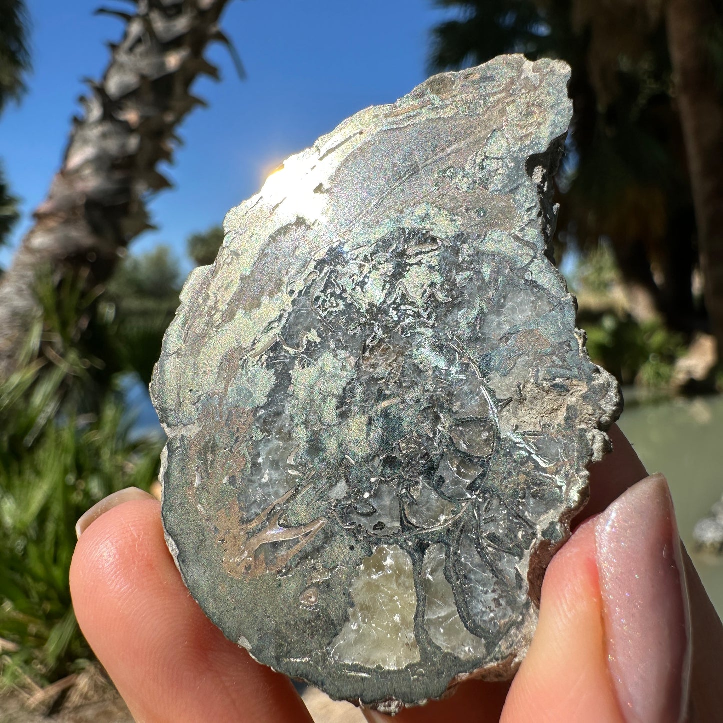 Jurassic Pyritized Ammonite Fossil (Pleuroceras), Germany, 60g