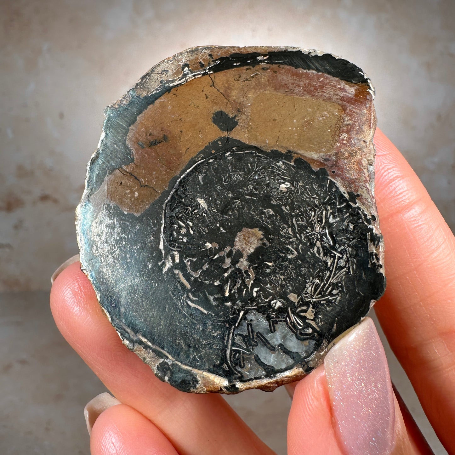 Jurassic Pyritized Ammonite Fossil (Pleuroceras), Germany, 69g