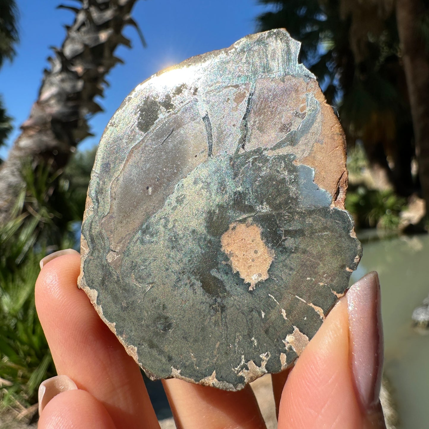 Jurassic Pyritized Ammonite Fossil (Pleuroceras), Germany, 74g