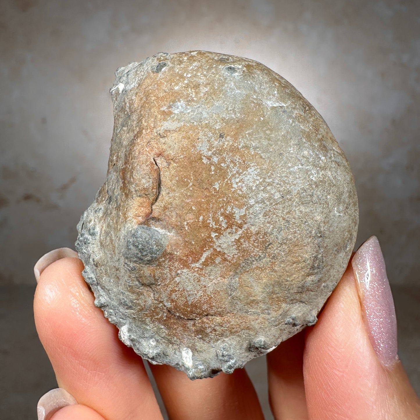 Jurassic Pyritized Ammonite Fossil (Pleuroceras), Germany, 51g