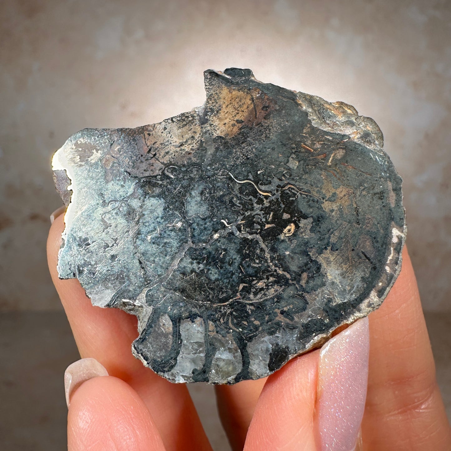 Jurassic Pyritized Ammonite Fossil (Pleuroceras), Germany, 53g