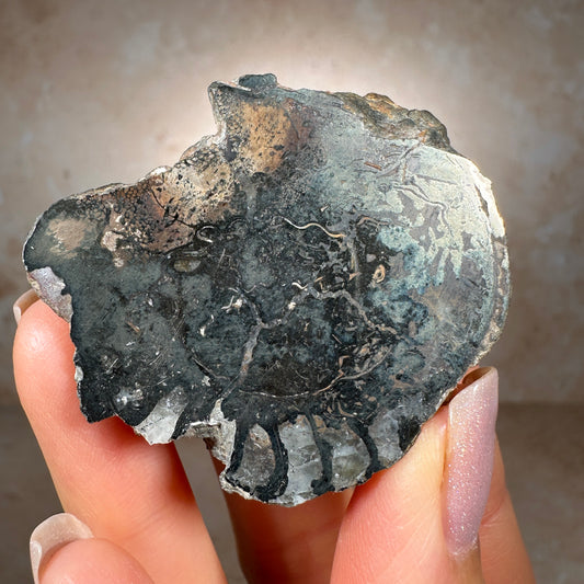 Jurassic Pyritized Ammonite Fossil (Pleuroceras), Germany, 53g