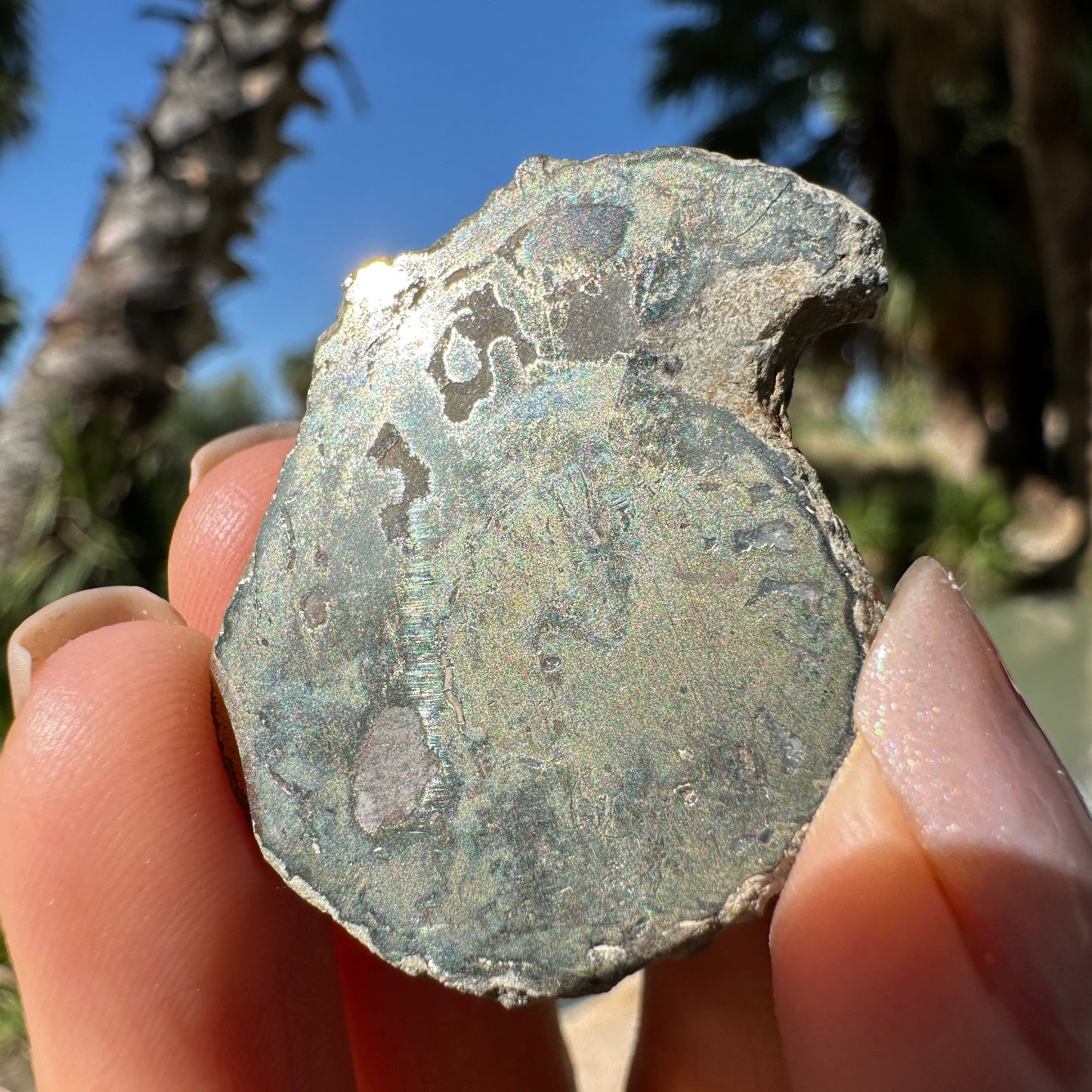 Jurassic Pyritized Ammonite Fossil (Pleuroceras), Germany, 19g