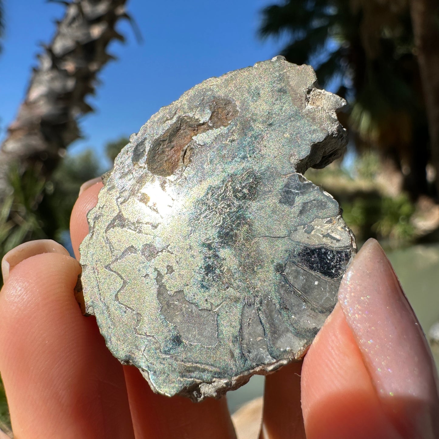 Jurassic Pyritized Ammonite Fossil (Pleuroceras), Germany, 22g
