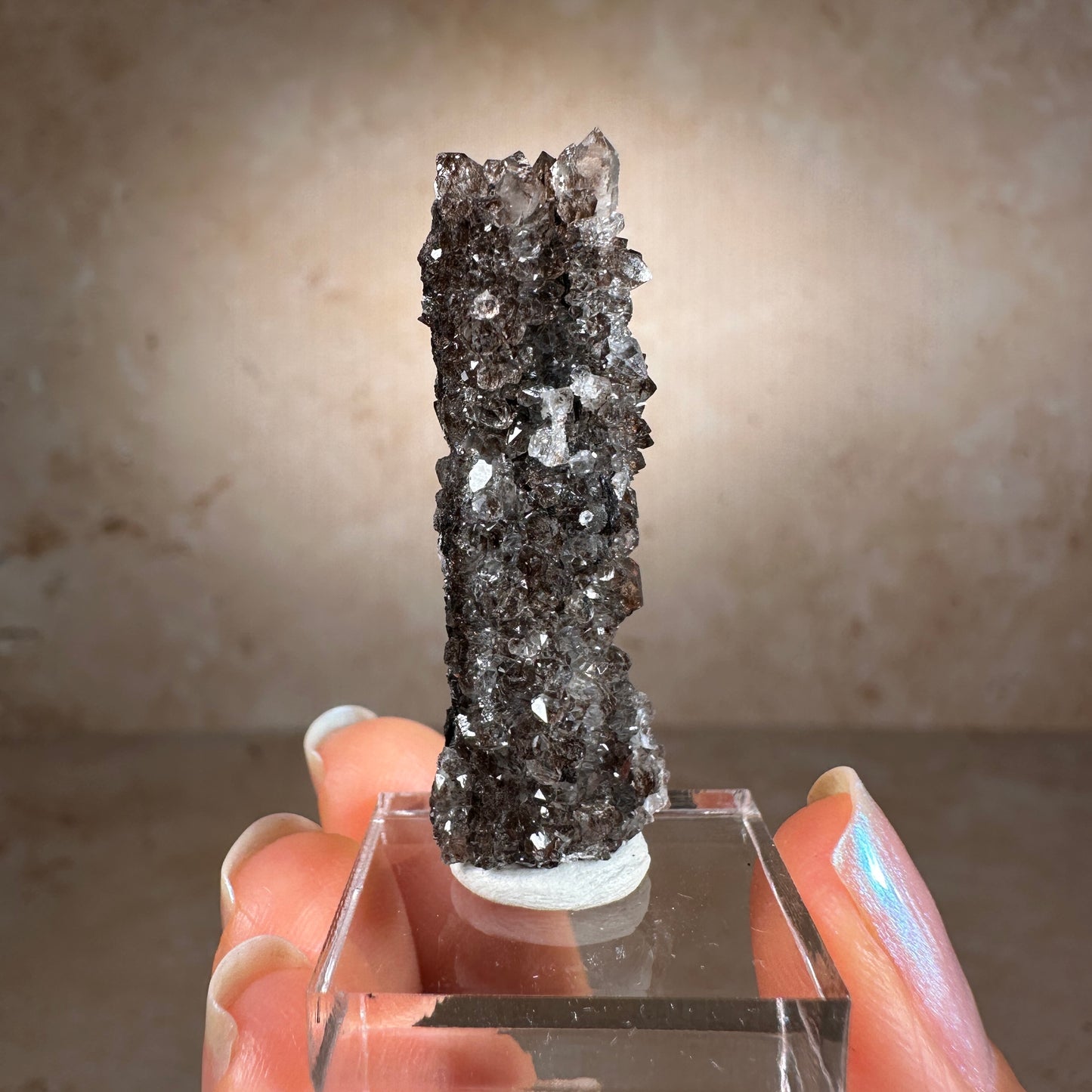 Crystallized Fossil Wood Termination with Smoky Quartz, 7.25g | Arizona
