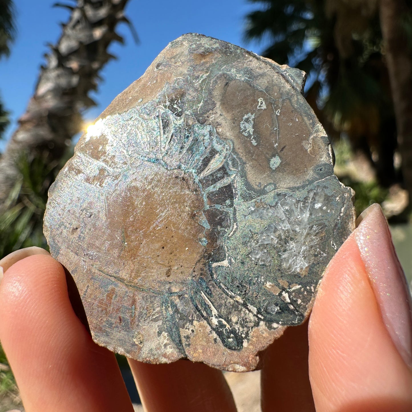Jurassic Pyritized Ammonite Fossil (Pleuroceras), Germany, 40g