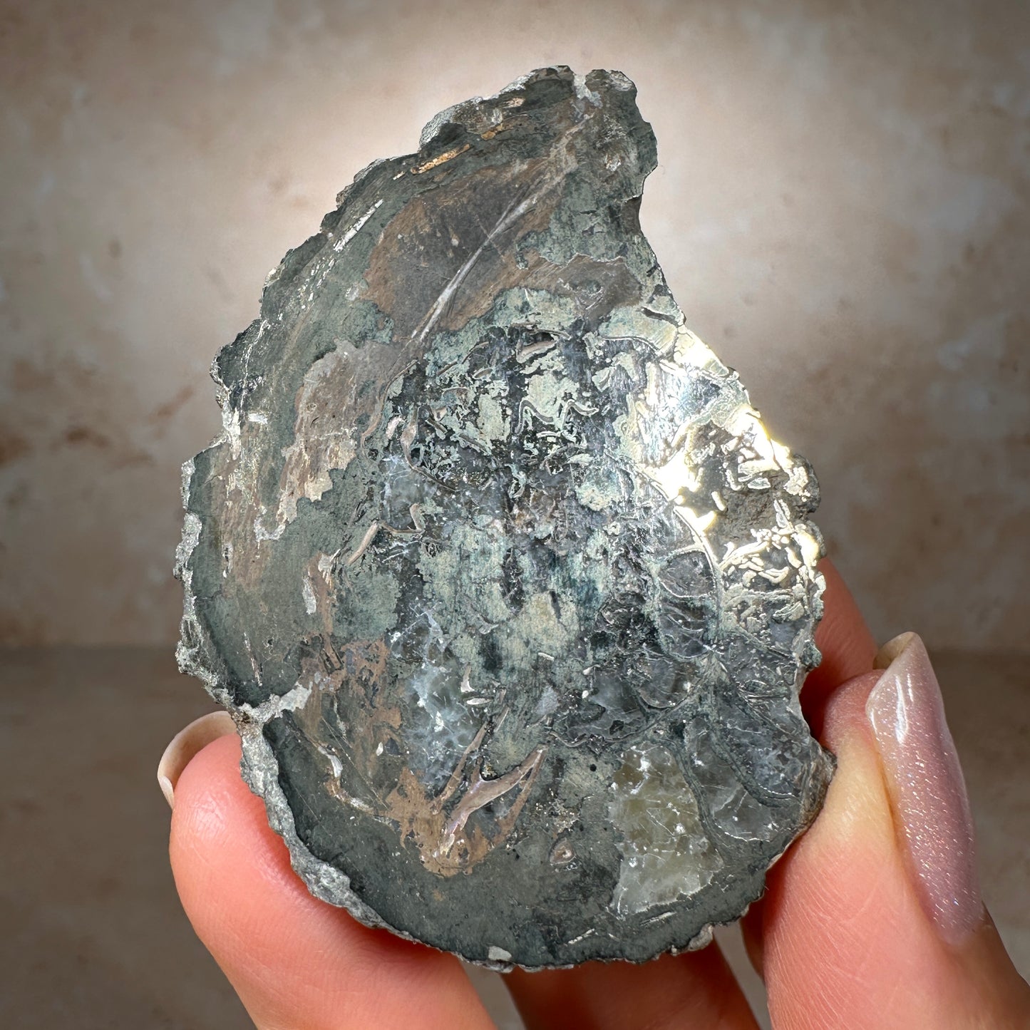 Jurassic Pyritized Ammonite Fossil (Pleuroceras), Germany, 60g