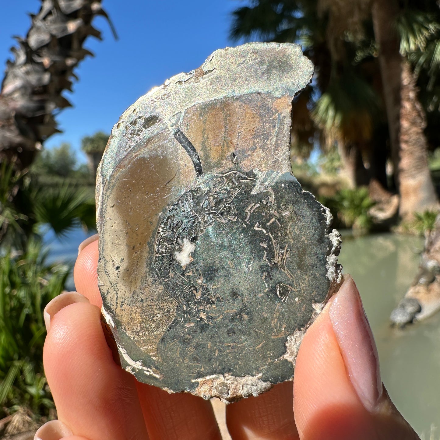 Jurassic Pyritized Ammonite Fossil (Pleuroceras), Germany, 55g