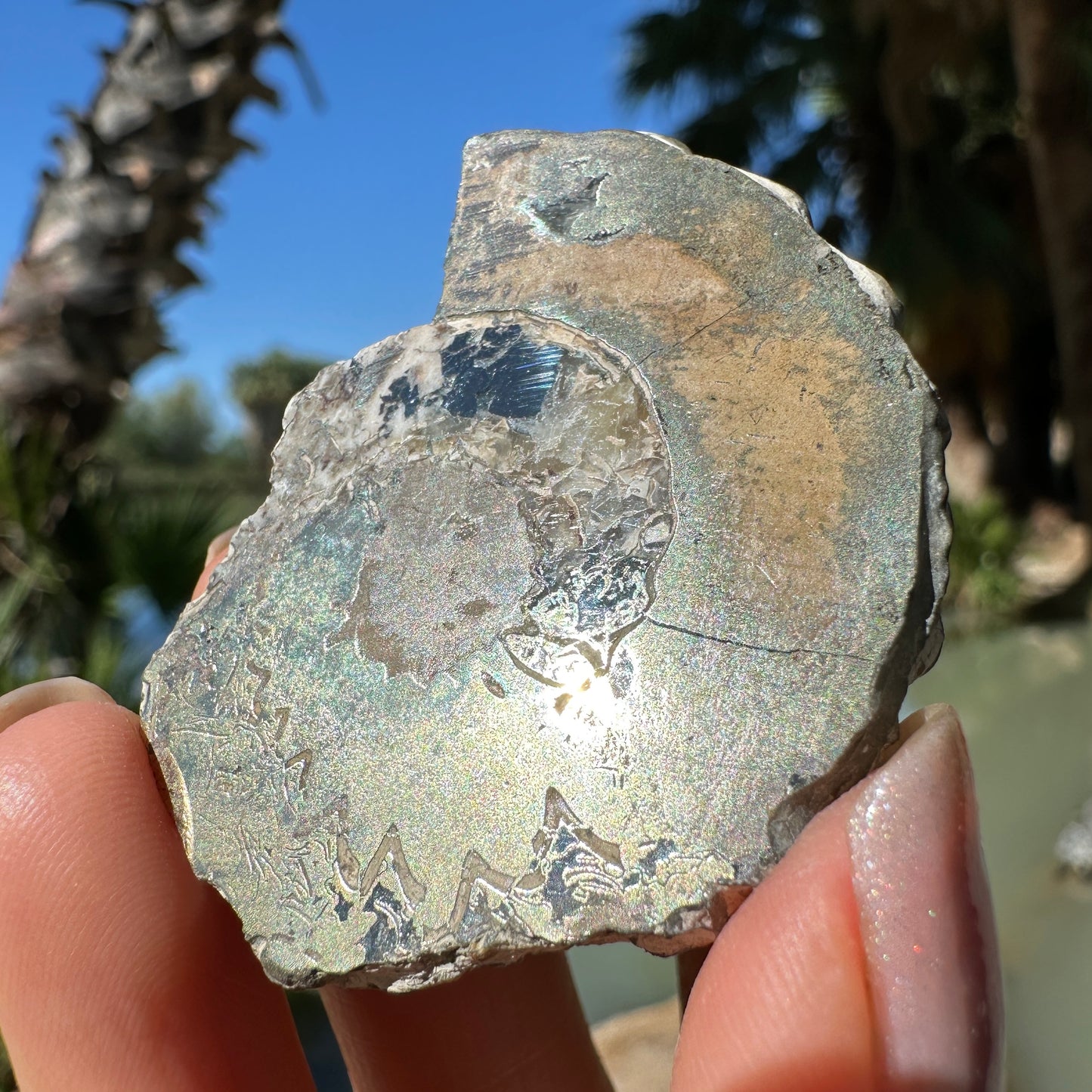 Jurassic Pyritized Ammonite Fossil (Pleuroceras), Germany, 30g