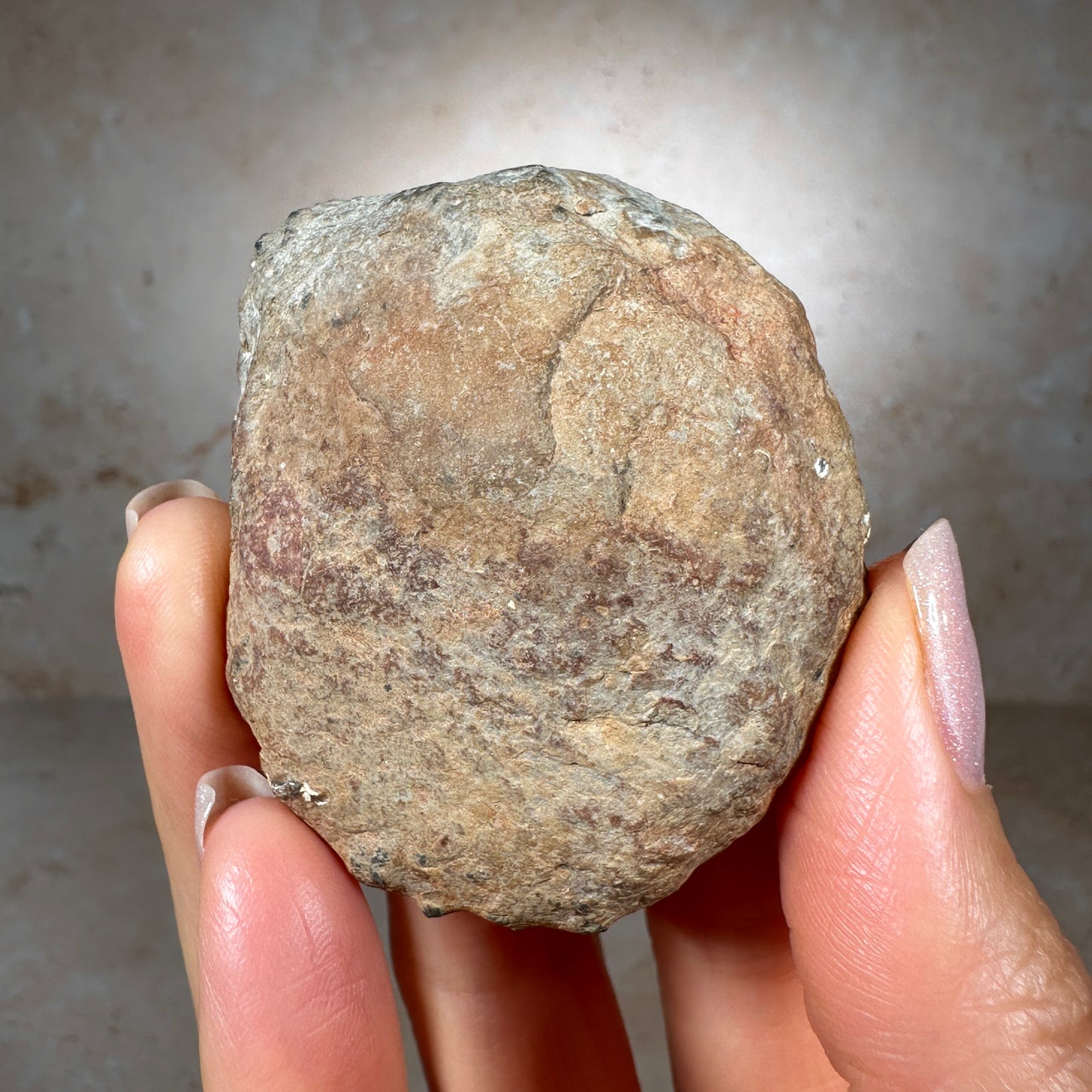 Jurassic Pyritized Ammonite Fossil (Pleuroceras), Germany, 69g