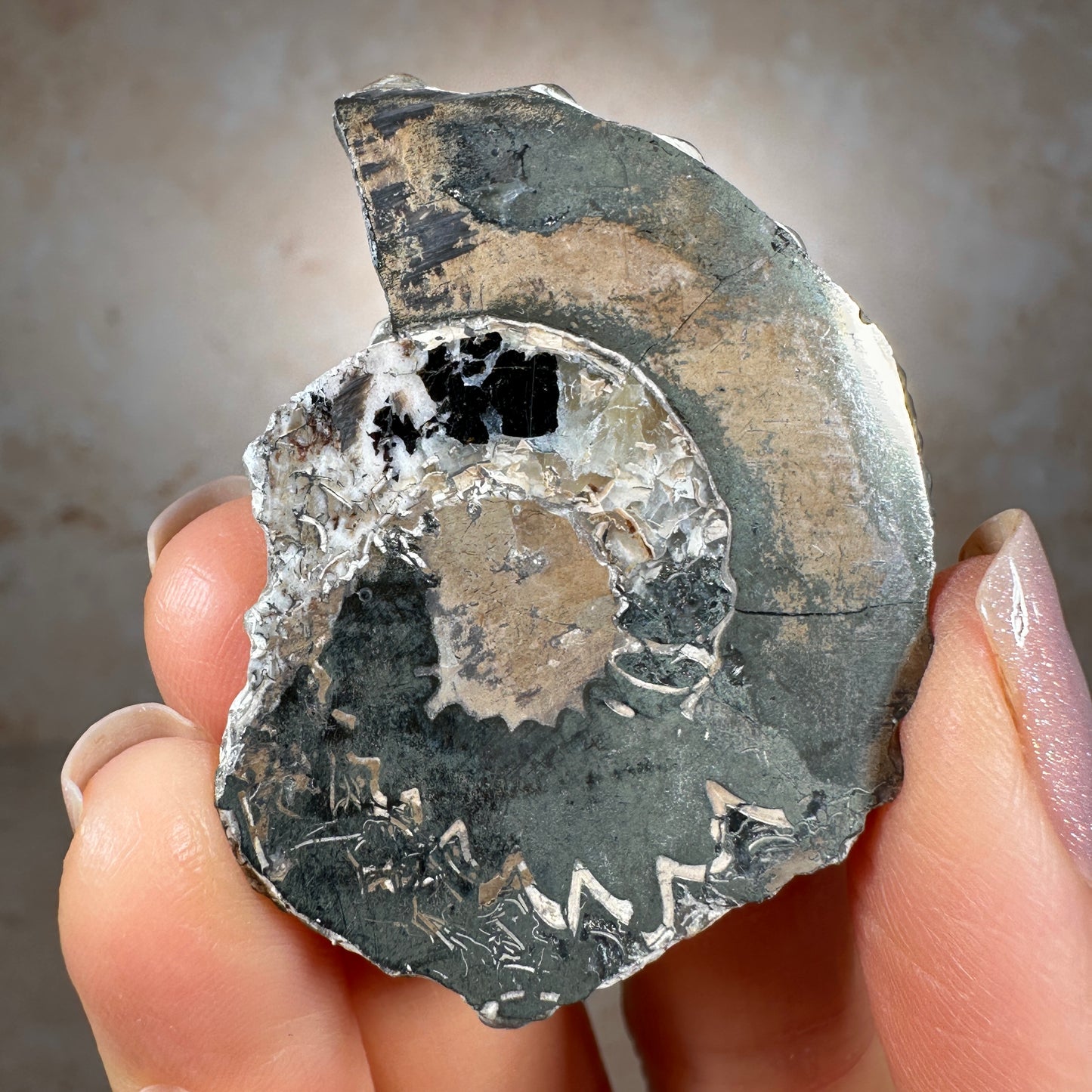 Jurassic Pyritized Ammonite Fossil (Pleuroceras), Germany, 30g