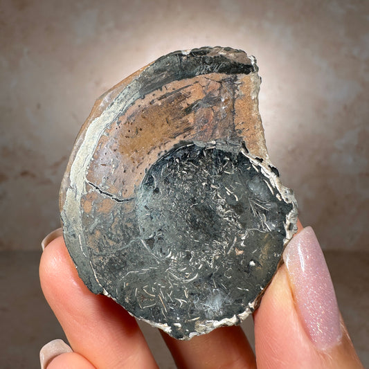 Jurassic Pyritized Ammonite Fossil (Pleuroceras), Germany, 51g