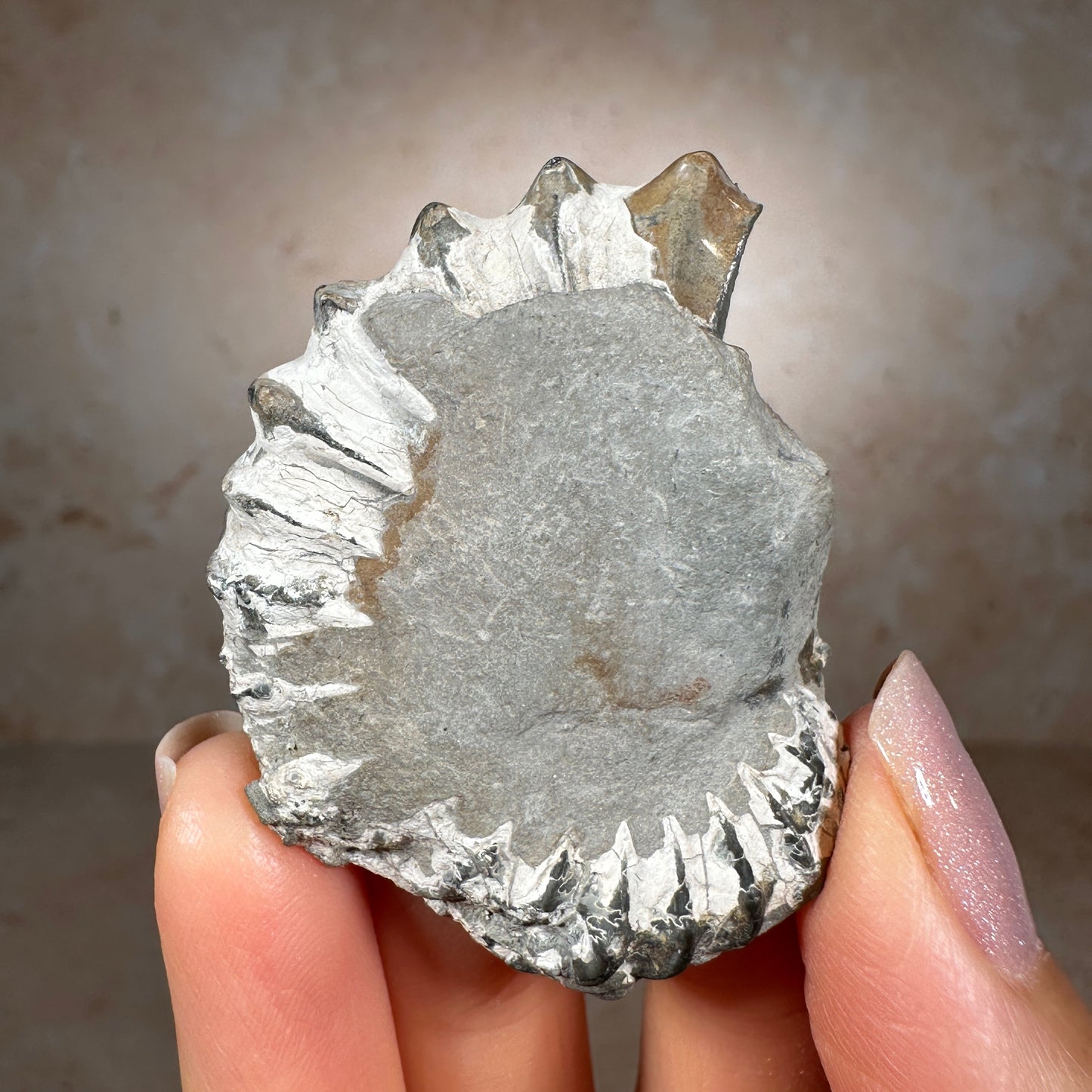 Jurassic Pyritized Ammonite Fossil (Pleuroceras), Germany, 30g