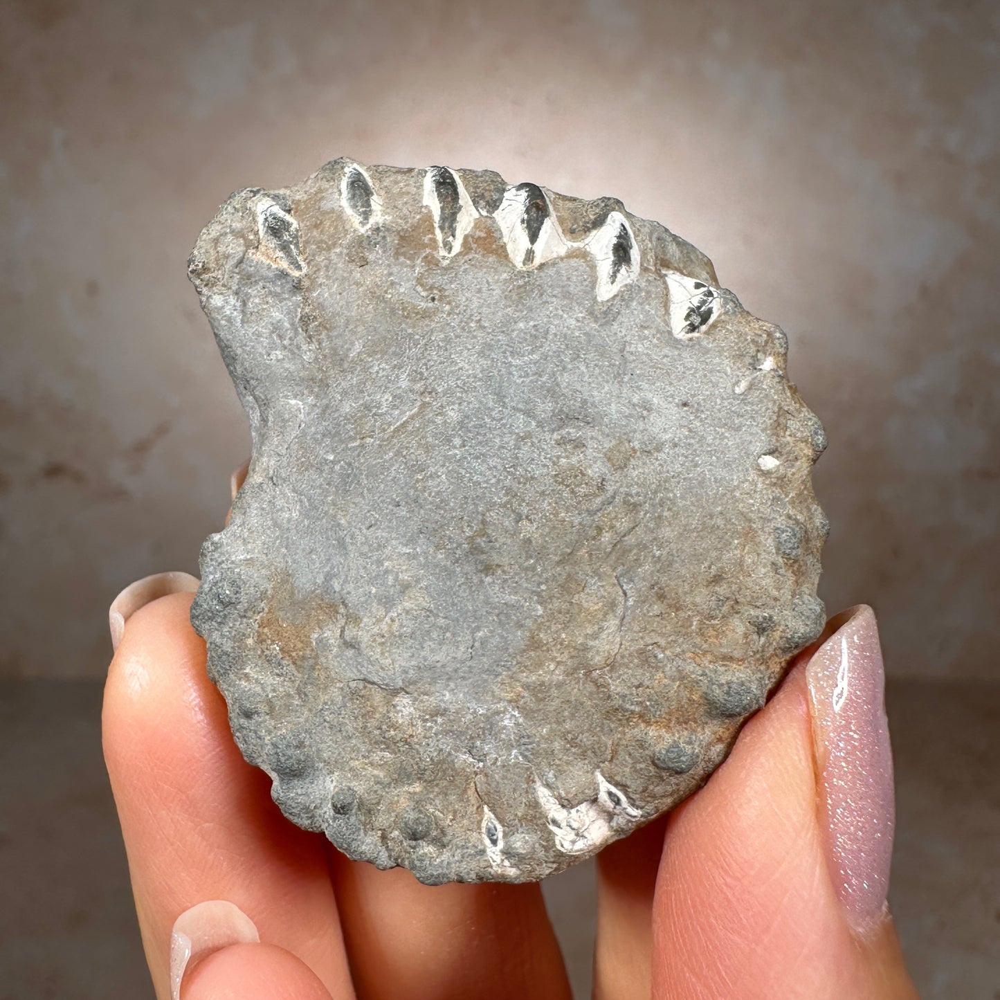 Jurassic Pyritized Ammonite Fossil (Pleuroceras), Germany, 36g