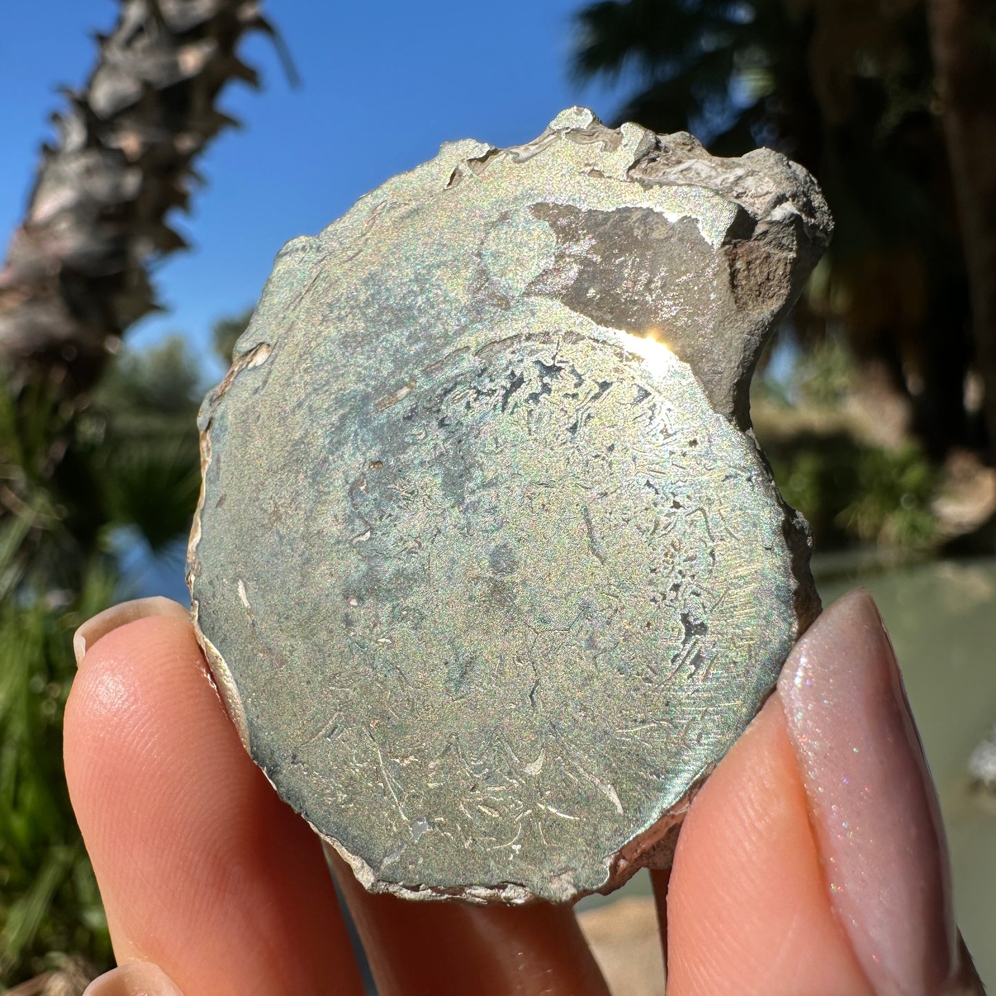 Jurassic Pyritized Ammonite Fossil (Pleuroceras), Germany, 36g