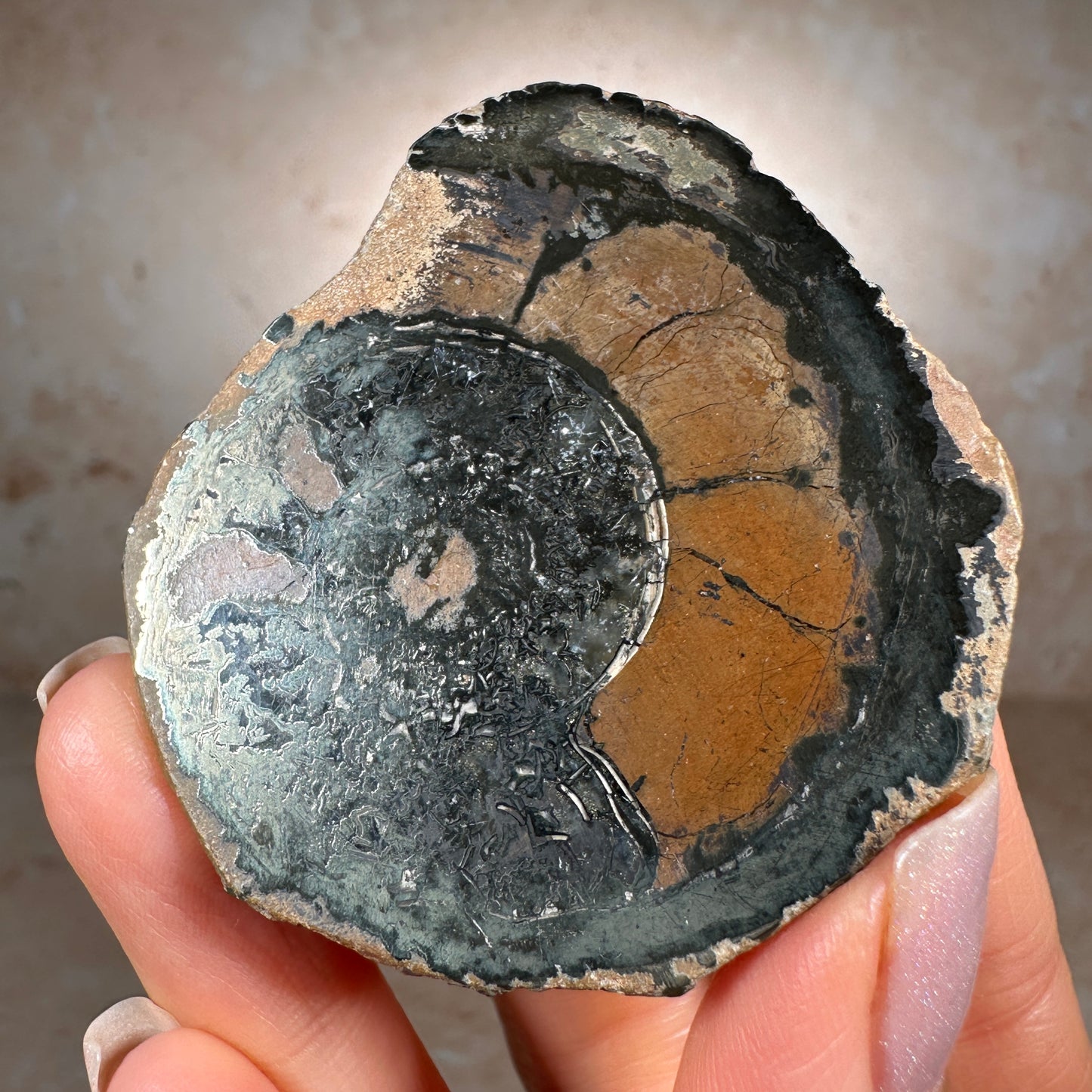 Jurassic Pyritized Ammonite Fossil (Pleuroceras), Germany, 62g