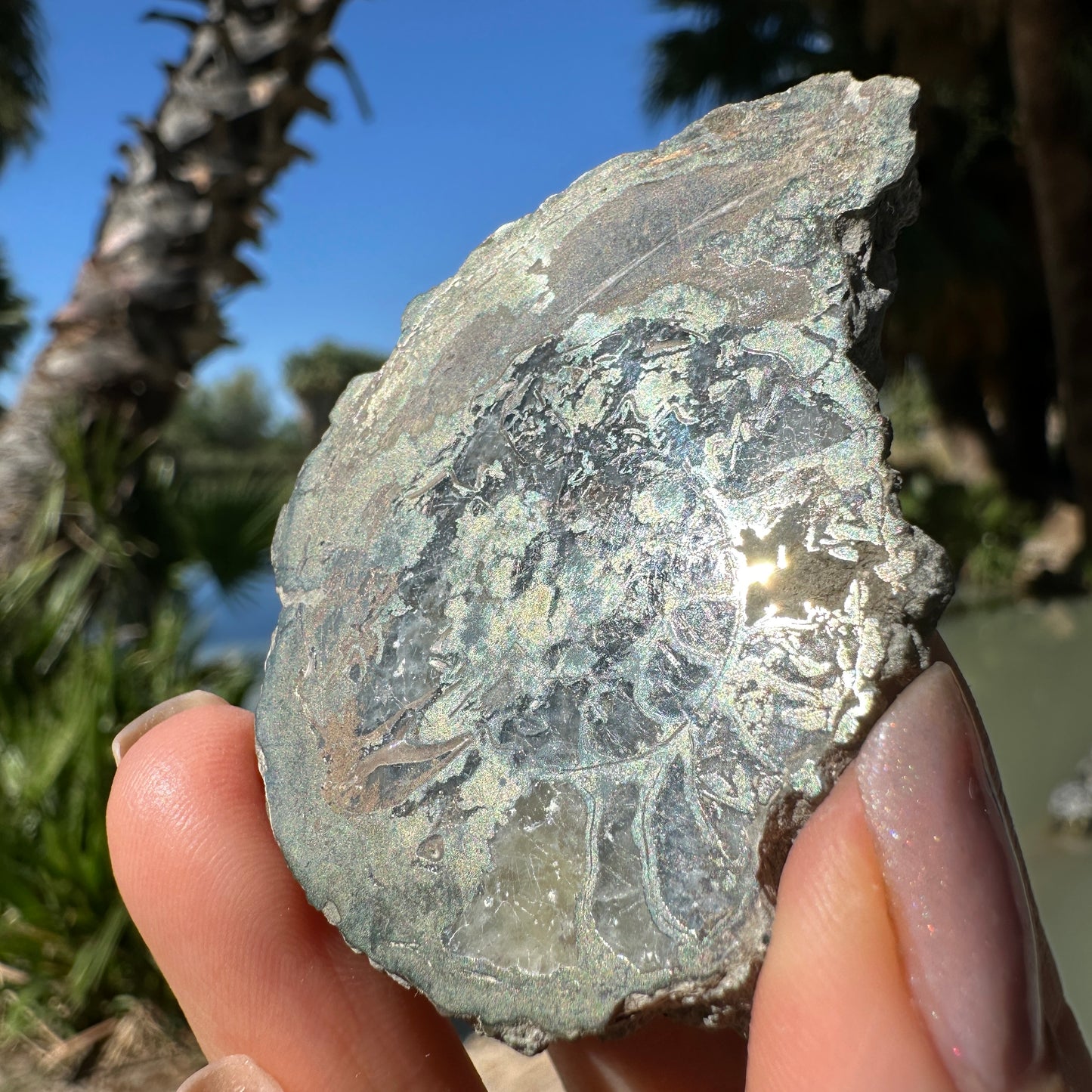 Jurassic Pyritized Ammonite Fossil (Pleuroceras), Germany, 60g