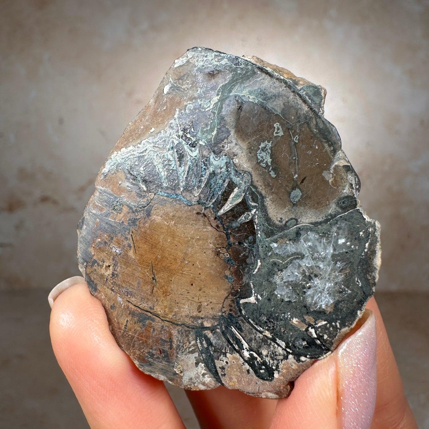 Jurassic Pyritized Ammonite Fossil (Pleuroceras), Germany, 40g