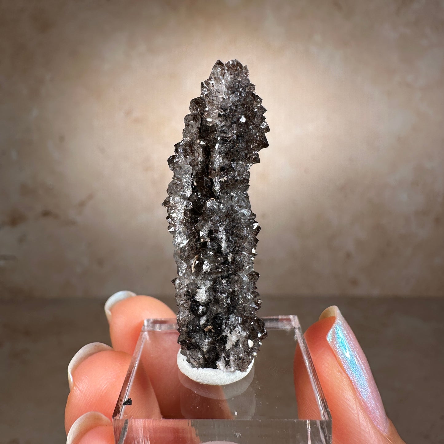 Crystallized Fossil Wood Termination with Smoky Quartz, 7.25g | Arizona