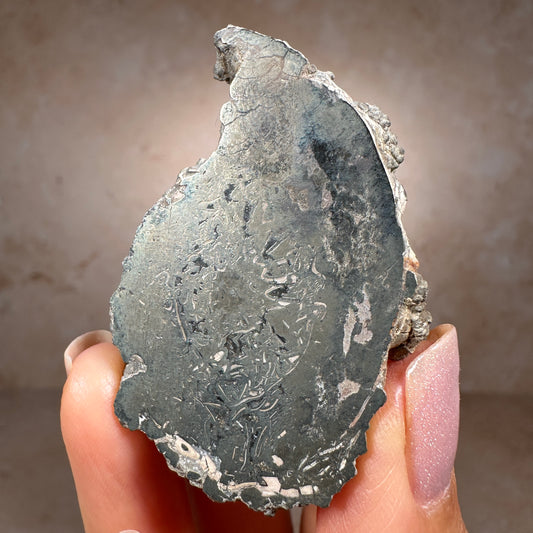 Jurassic Pyritized Ammonite Fossil (Pleuroceras), Germany, 33g