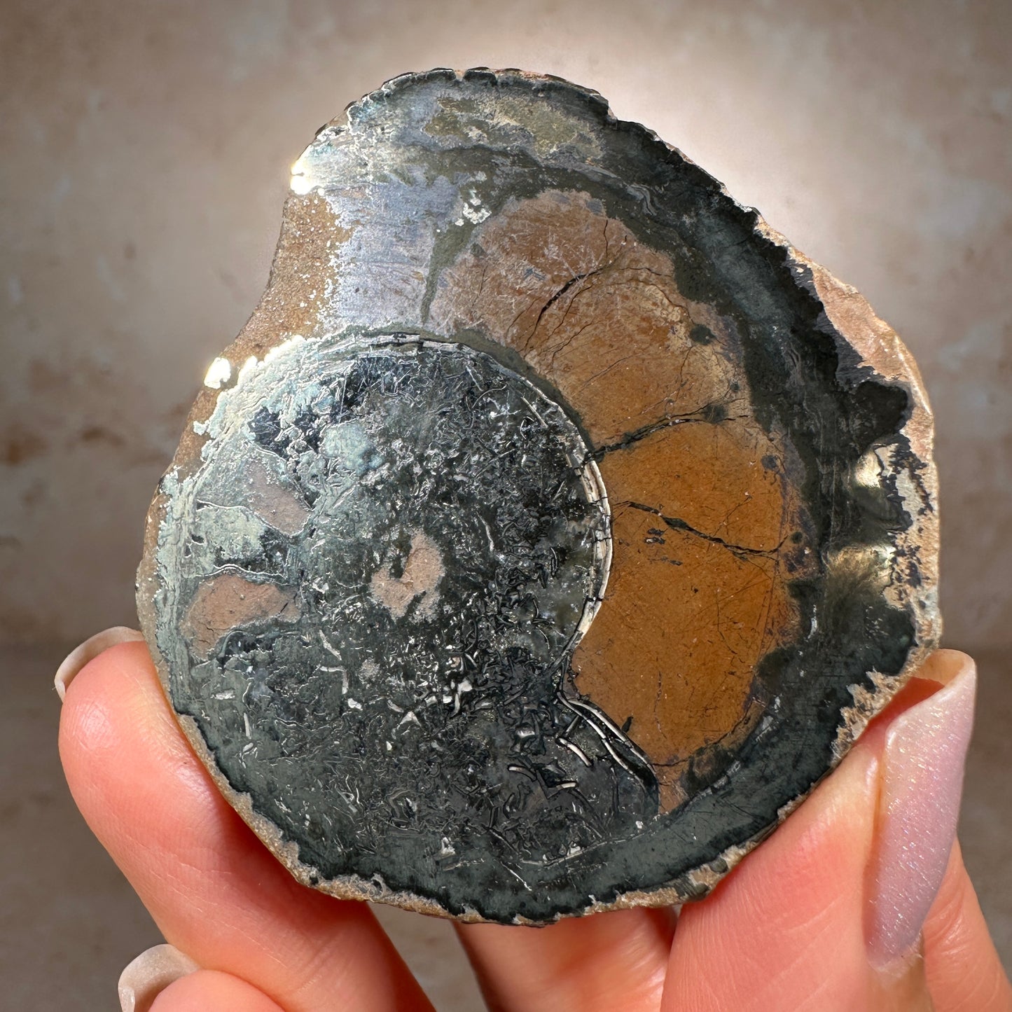 Jurassic Pyritized Ammonite Fossil (Pleuroceras), Germany, 62g