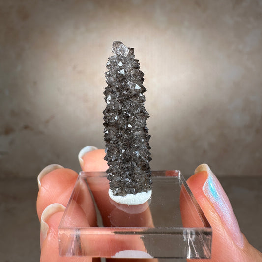 Crystallized Fossil Wood Termination with Smoky Quartz, 3g | Arizona