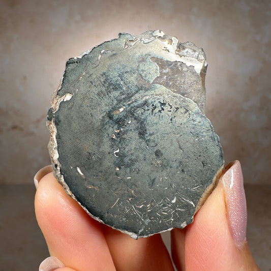 Jurassic Pyritized Ammonite Fossil (Pleuroceras), Germany, 36g