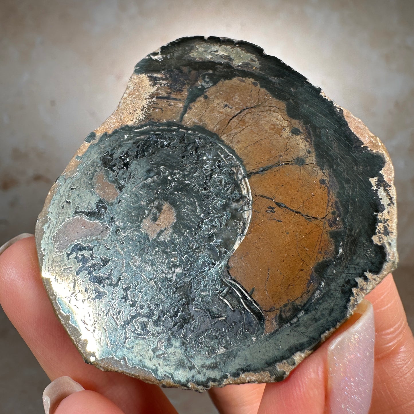 Jurassic Pyritized Ammonite Fossil (Pleuroceras), Germany, 62g