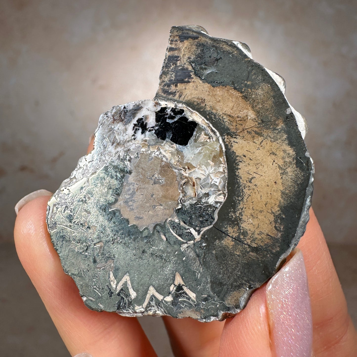 Jurassic Pyritized Ammonite Fossil (Pleuroceras), Germany, 30g