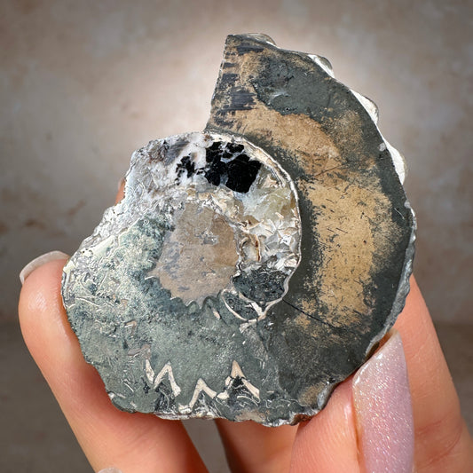 Jurassic Pyritized Ammonite Fossil (Pleuroceras), Germany, 30g