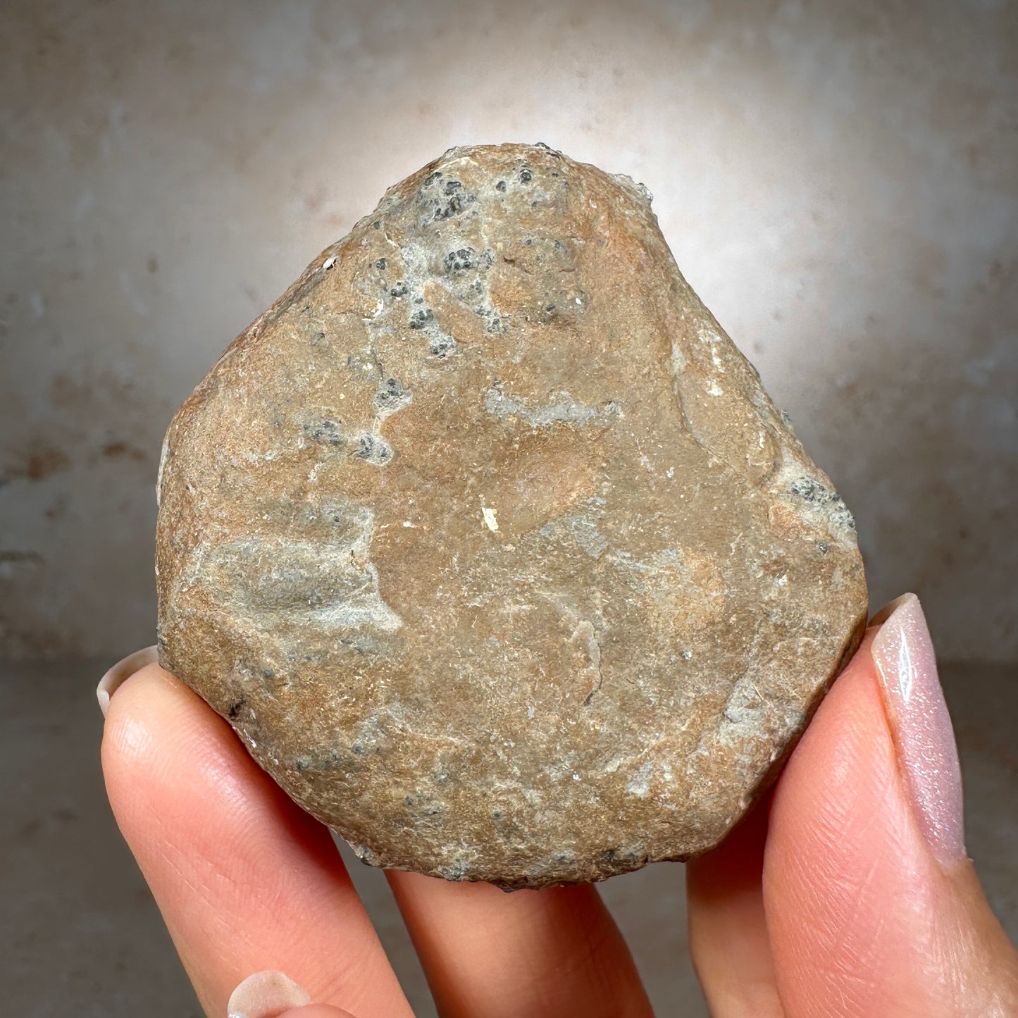 Jurassic Pyritized Ammonite Fossil (Pleuroceras), Germany, 62g
