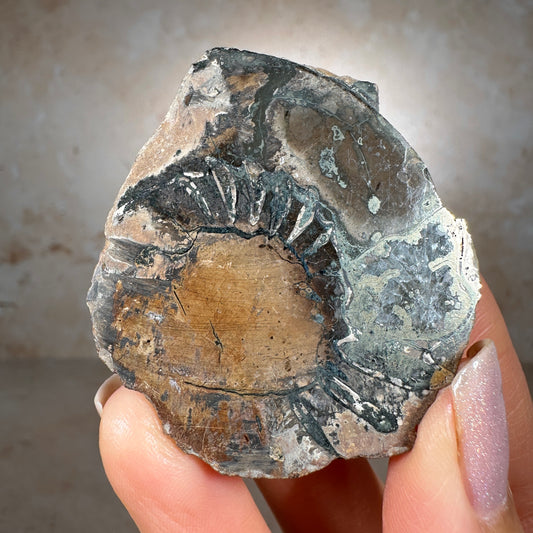 Jurassic Pyritized Ammonite Fossil (Pleuroceras), Germany, 40g