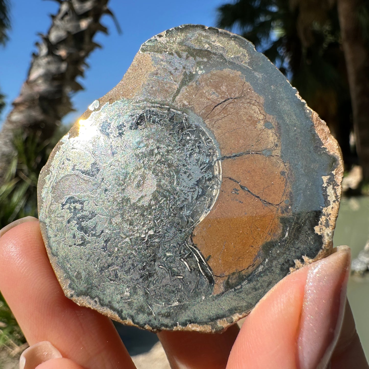Jurassic Pyritized Ammonite Fossil (Pleuroceras), Germany, 62g