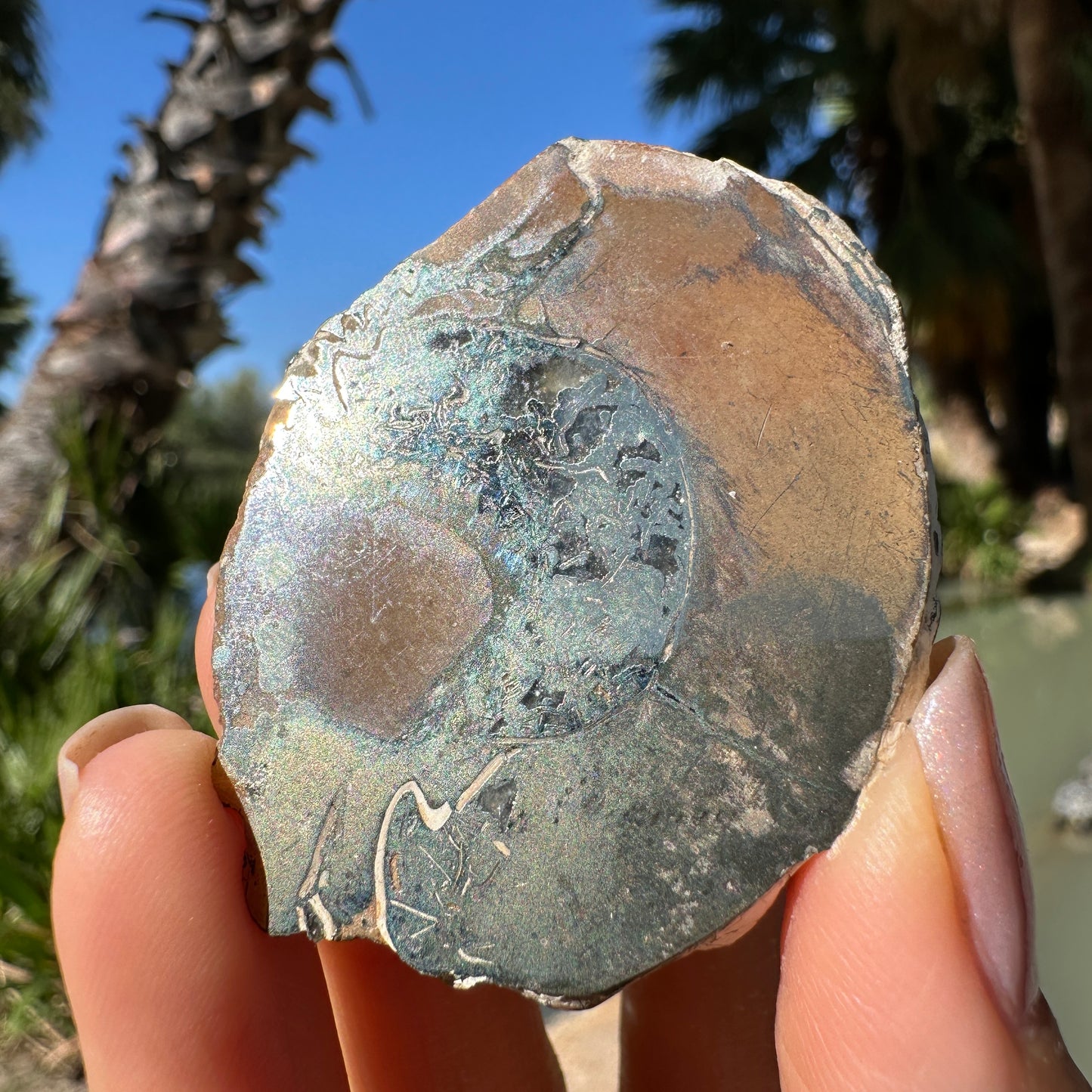 Jurassic Pyritized Ammonite Fossil (Pleuroceras), Germany, 54g
