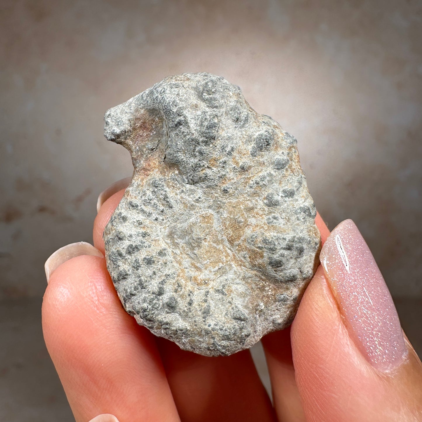 Jurassic Pyritized Ammonite Fossil (Pleuroceras), Germany, 19g