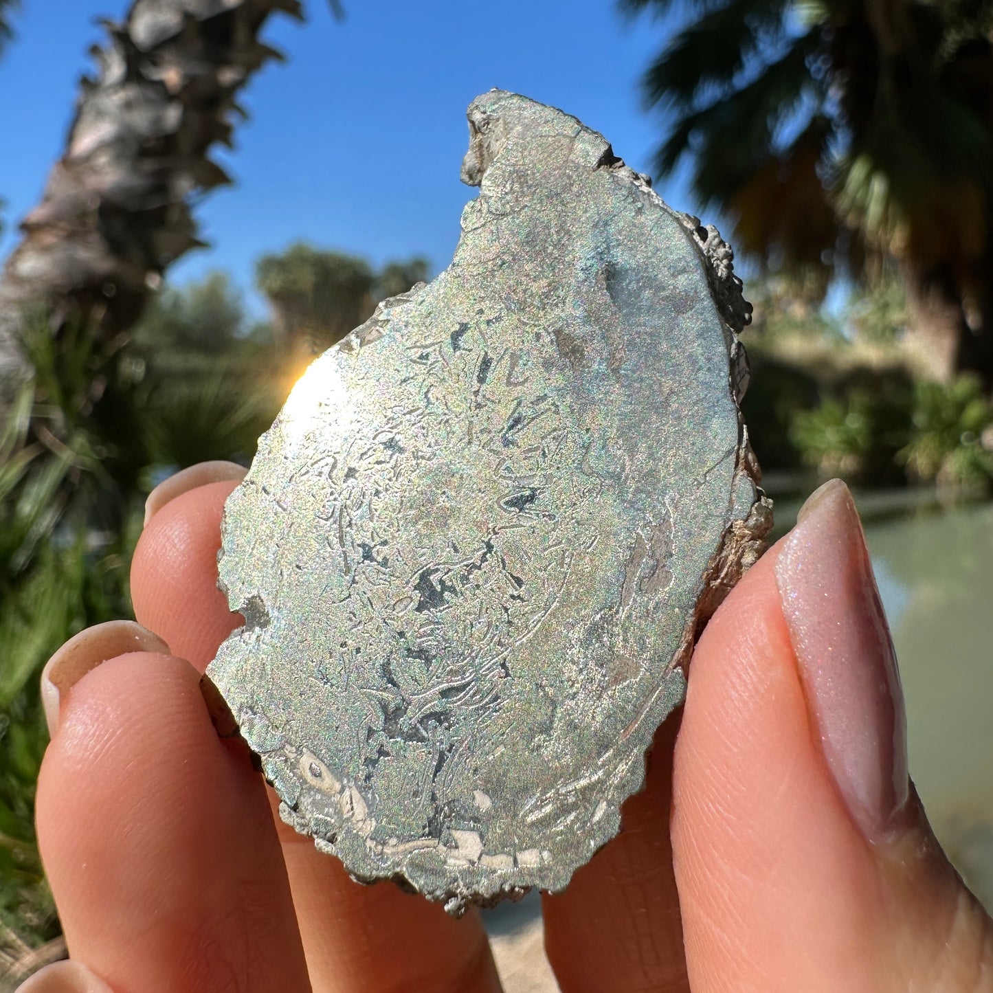 Jurassic Pyritized Ammonite Fossil (Pleuroceras), Germany, 33g