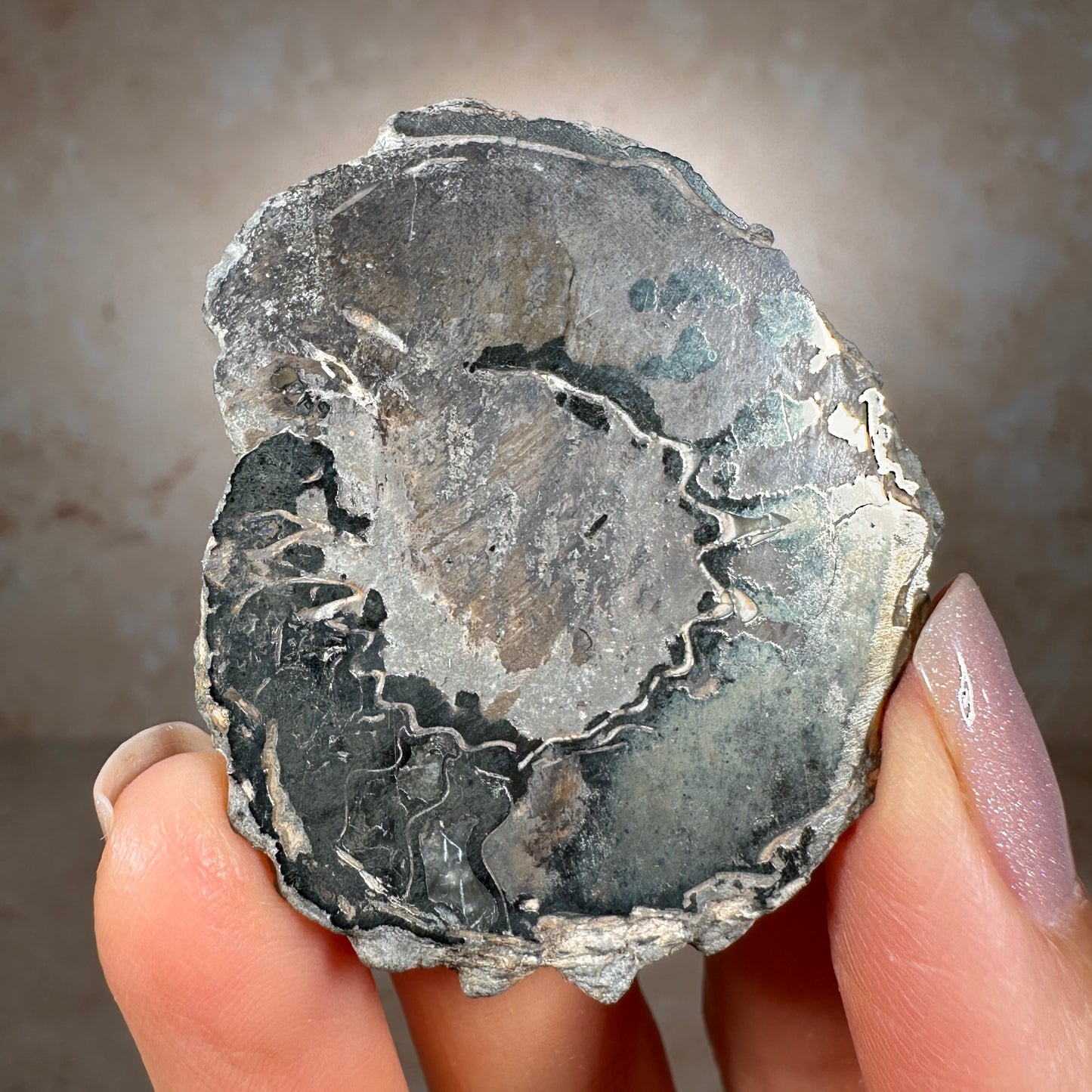 Jurassic Pyritized Ammonite Fossil (Pleuroceras), Germany, 28g
