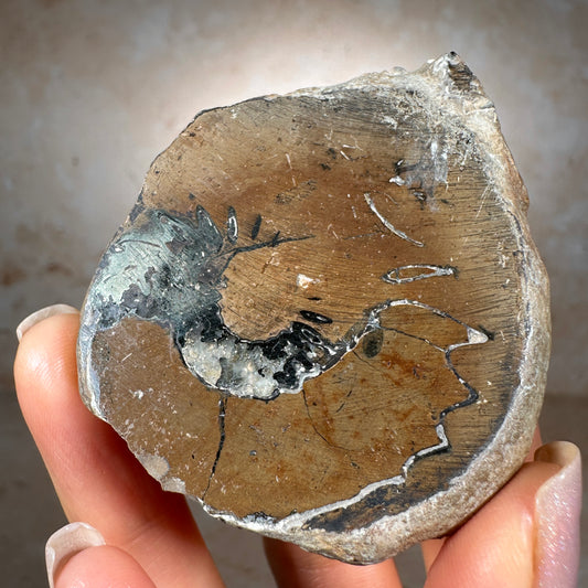 Jurassic Pyritized Ammonite Fossil (Pleuroceras), Germany, 81g