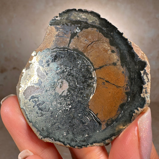 Jurassic Pyritized Ammonite Fossil (Pleuroceras), Germany, 62g