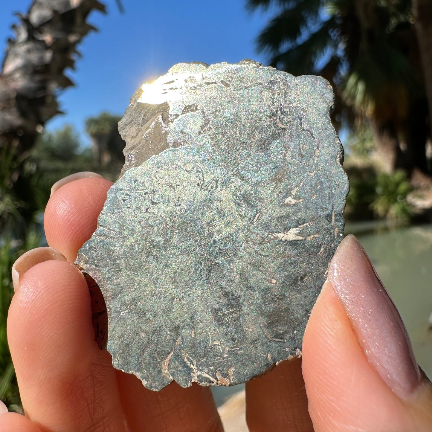 Jurassic Pyritized Ammonite Fossil (Pleuroceras), Germany, 25g