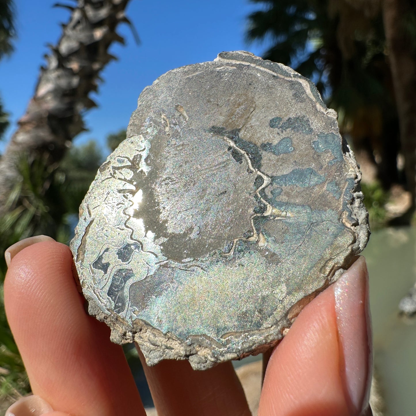 Jurassic Pyritized Ammonite Fossil (Pleuroceras), Germany, 28g
