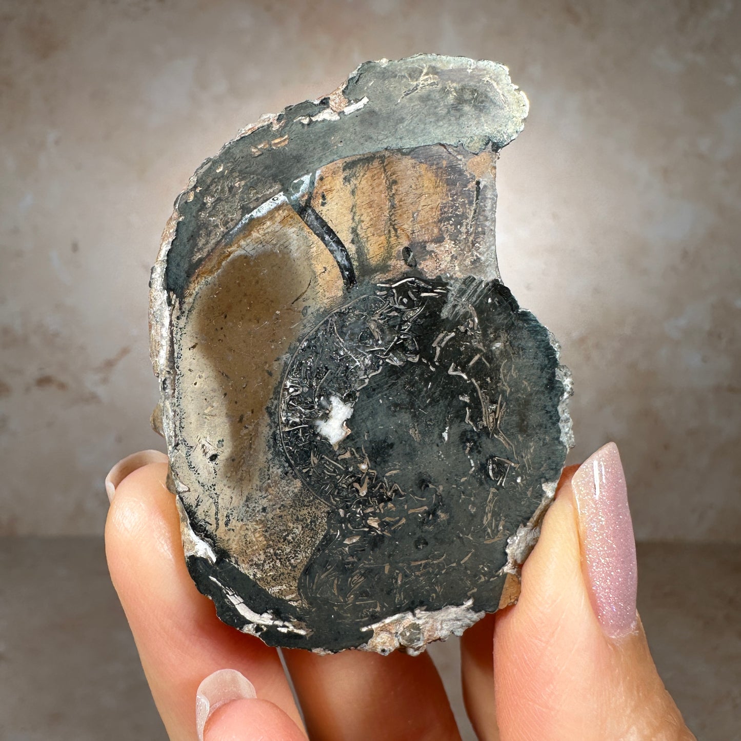 Jurassic Pyritized Ammonite Fossil (Pleuroceras), Germany, 55g