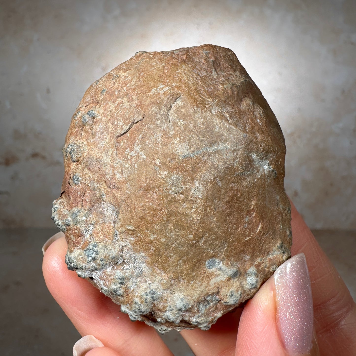 Jurassic Pyritized Ammonite Fossil (Pleuroceras), Germany, 130g