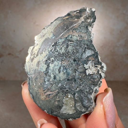 Jurassic Pyritized Ammonite Fossil (Pleuroceras), Germany, 60g