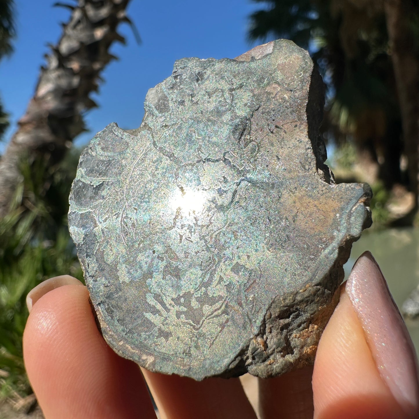 Jurassic Pyritized Ammonite Fossil (Pleuroceras), Germany, 53g